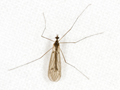Trichocera annulata
